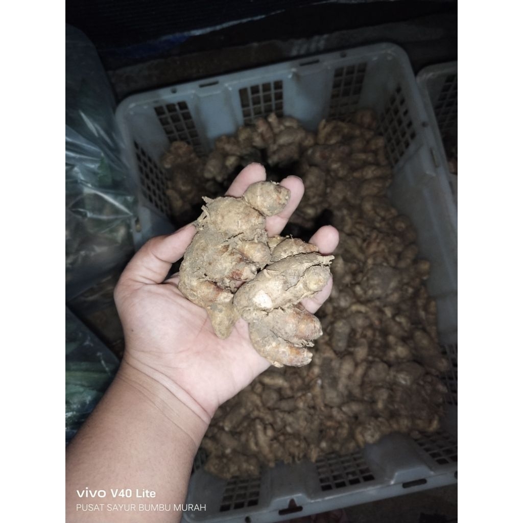 

Kencur // Bumbu kencur
