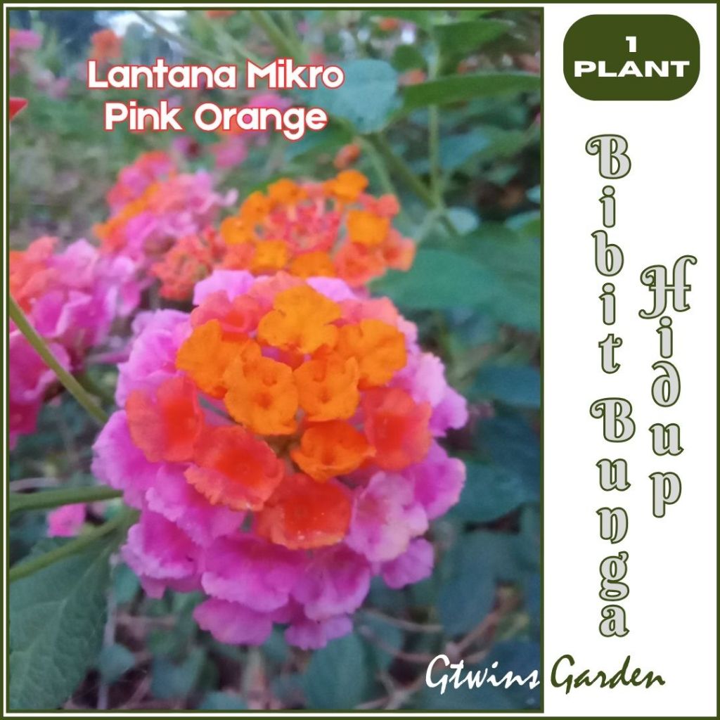 GG | Bibit Tanaman Bunga Lantana Mikro Warna Pink Orange