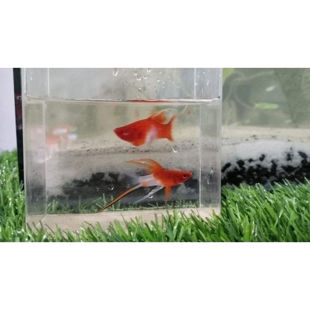 kebutuhan aquarium (Ikan platy Lyretail)