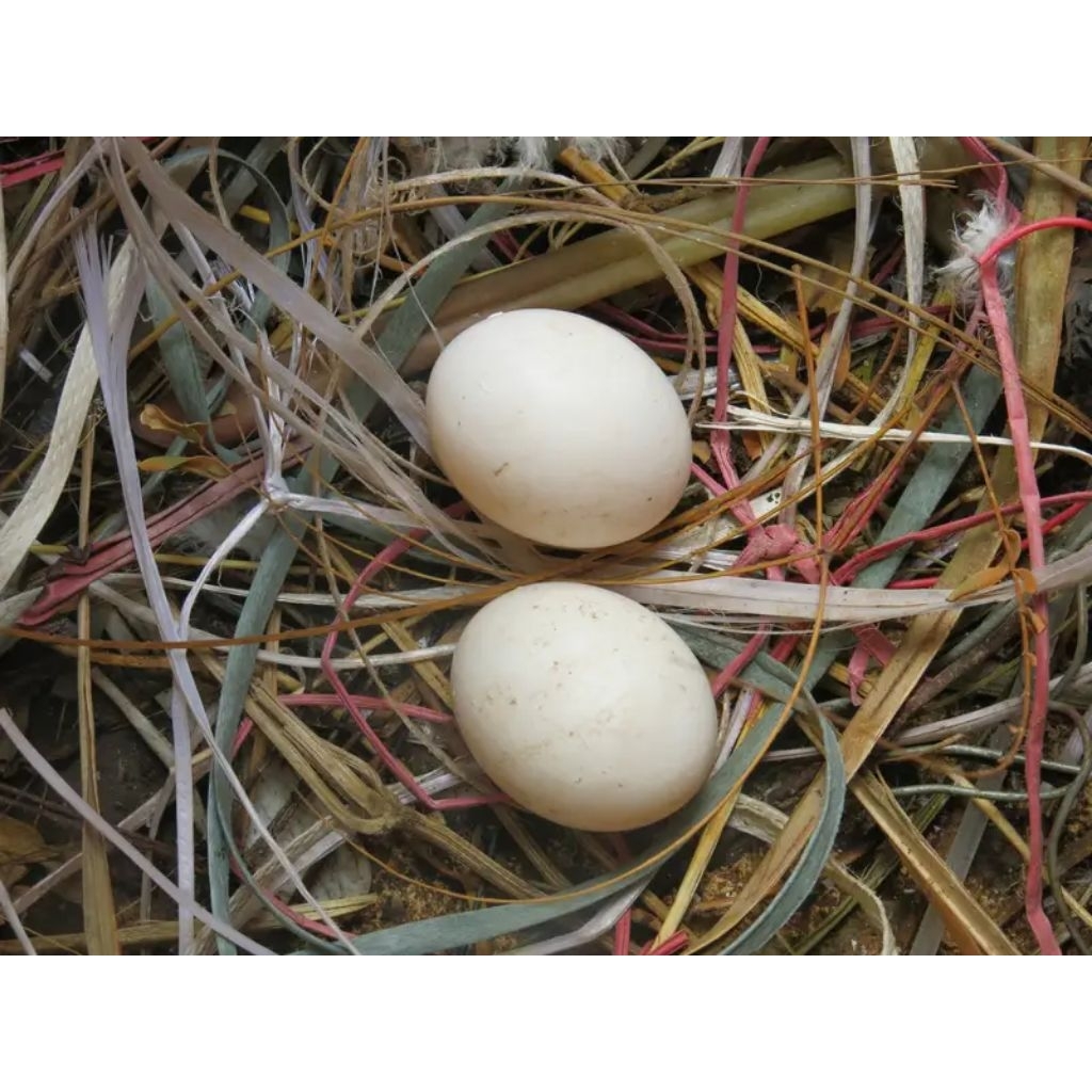 

2 TELUR TETAS BURUNG BLANTONG PLONTANG PUTIH BLOROK JAMBUL