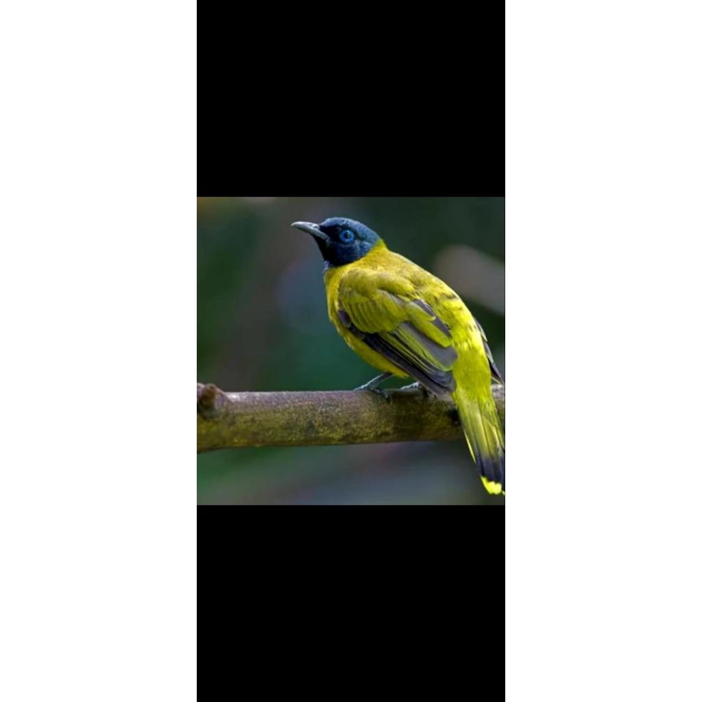 Kutilang sutraa Jantan rawatan mulus