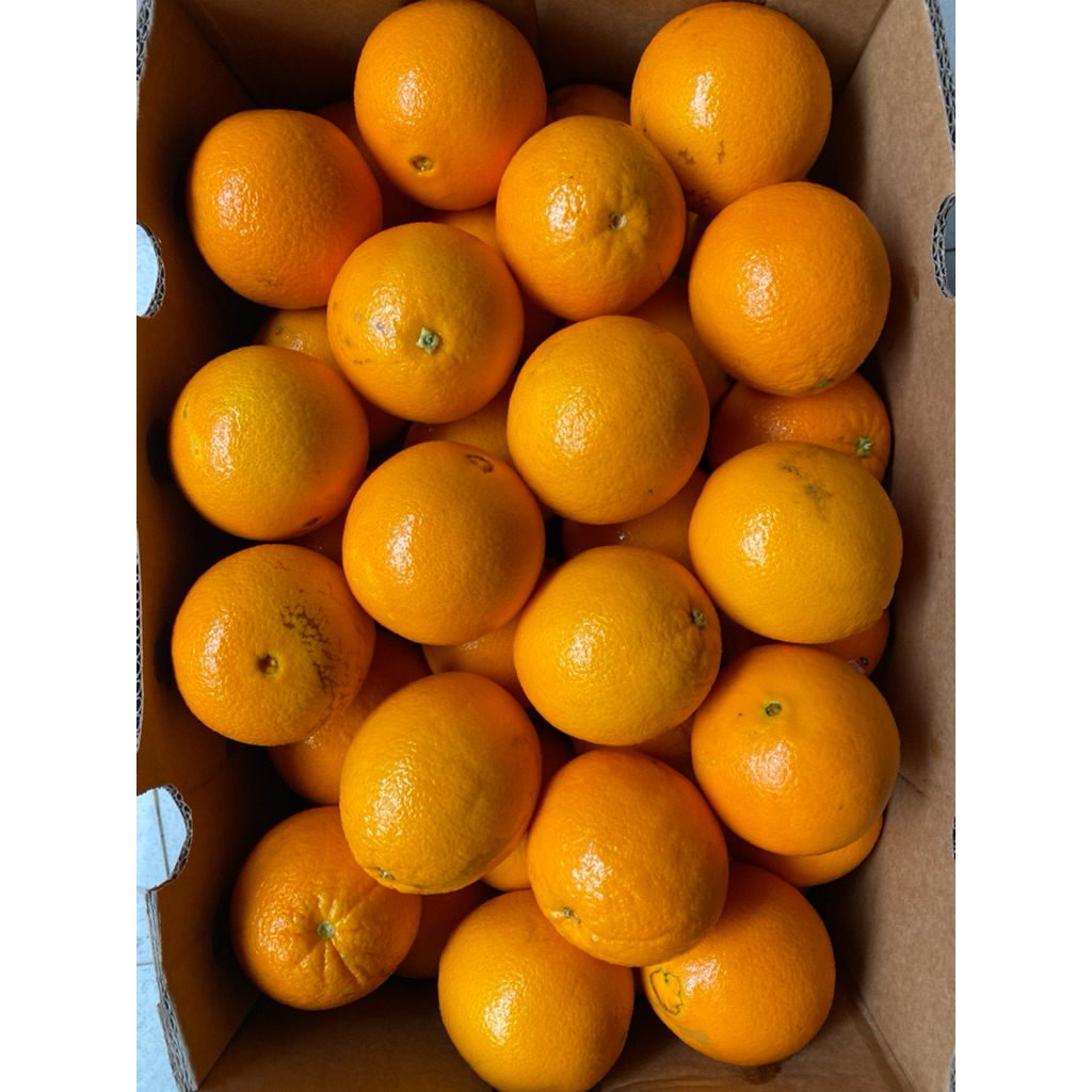 

Jeruk navel / jeruk navel murah / jeruk navel import