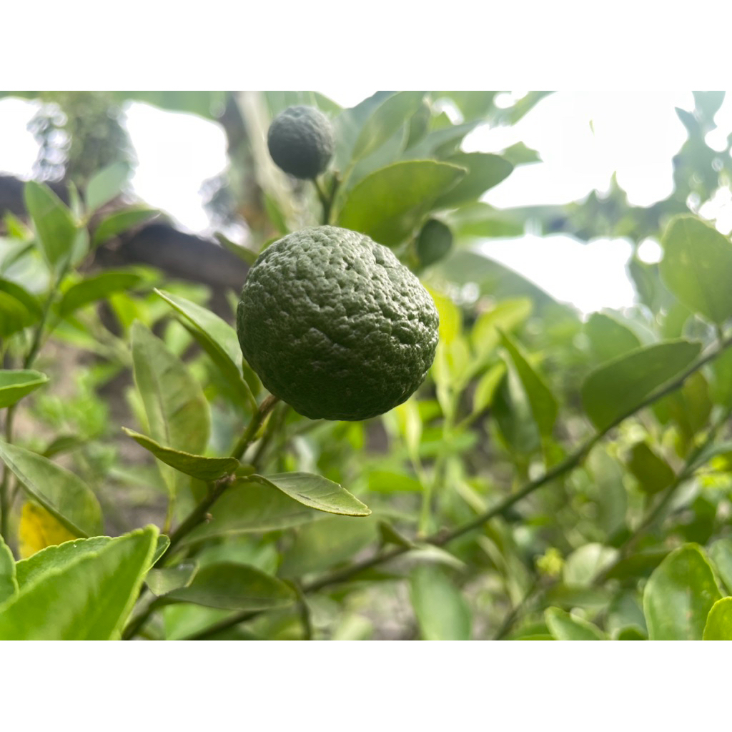 

jeruk purut / jeruk pecel satuan