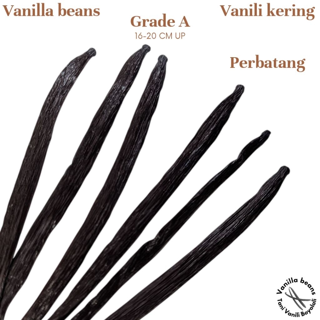 

Vanili kering gourmet Planifolia Grade A, Vanilla Beans gourmet Perbatang