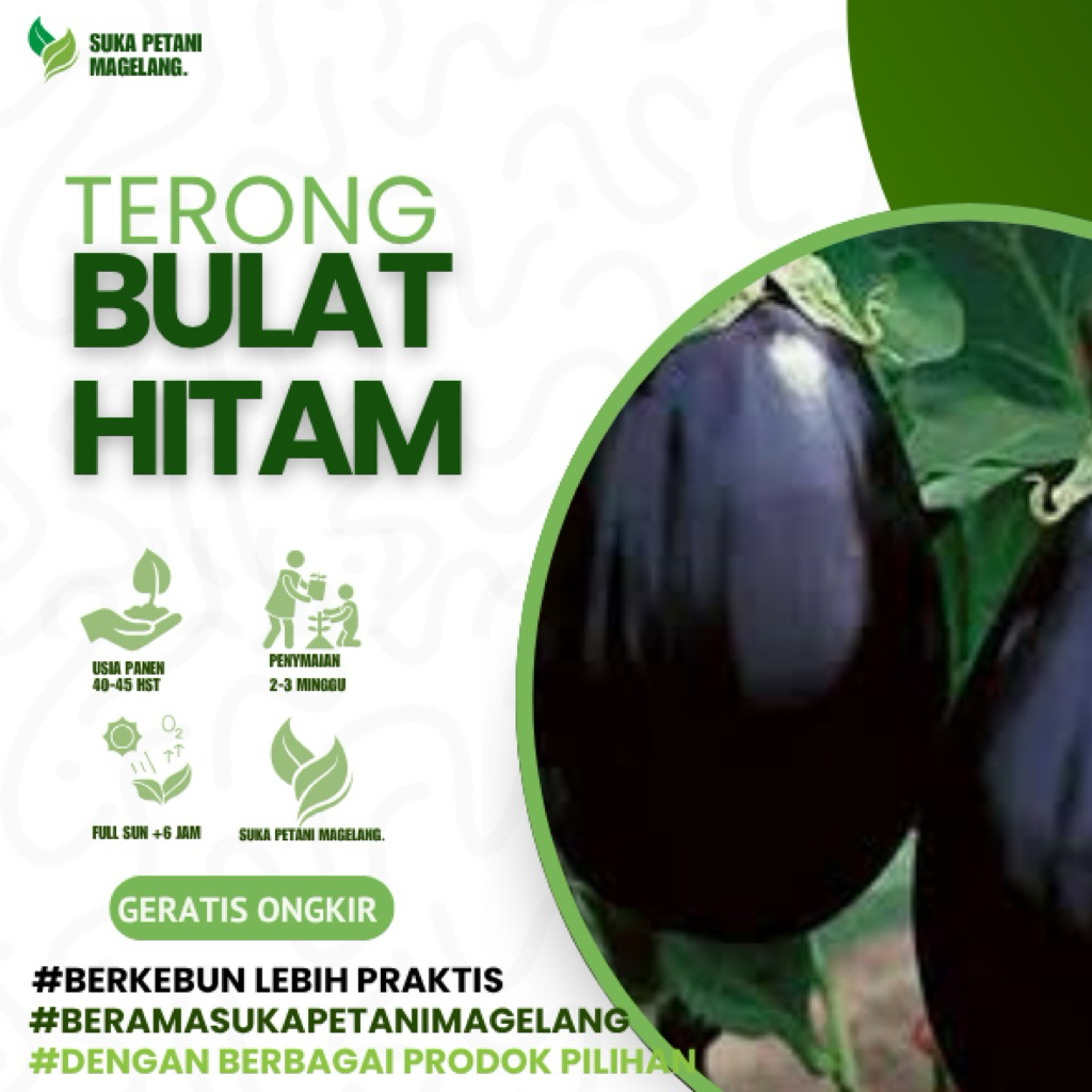 10 biji - Benih TERONG BULAT HITAM, buah besar