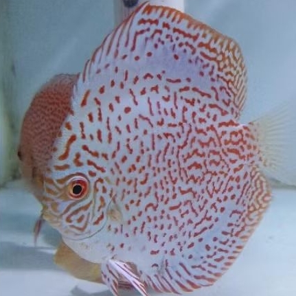 Discus Leopad panthera / ikan hias air tawar