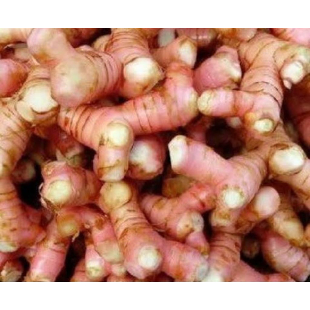 

Lengkuas / Laos / Kelawas Segar Fresh 1 Kg