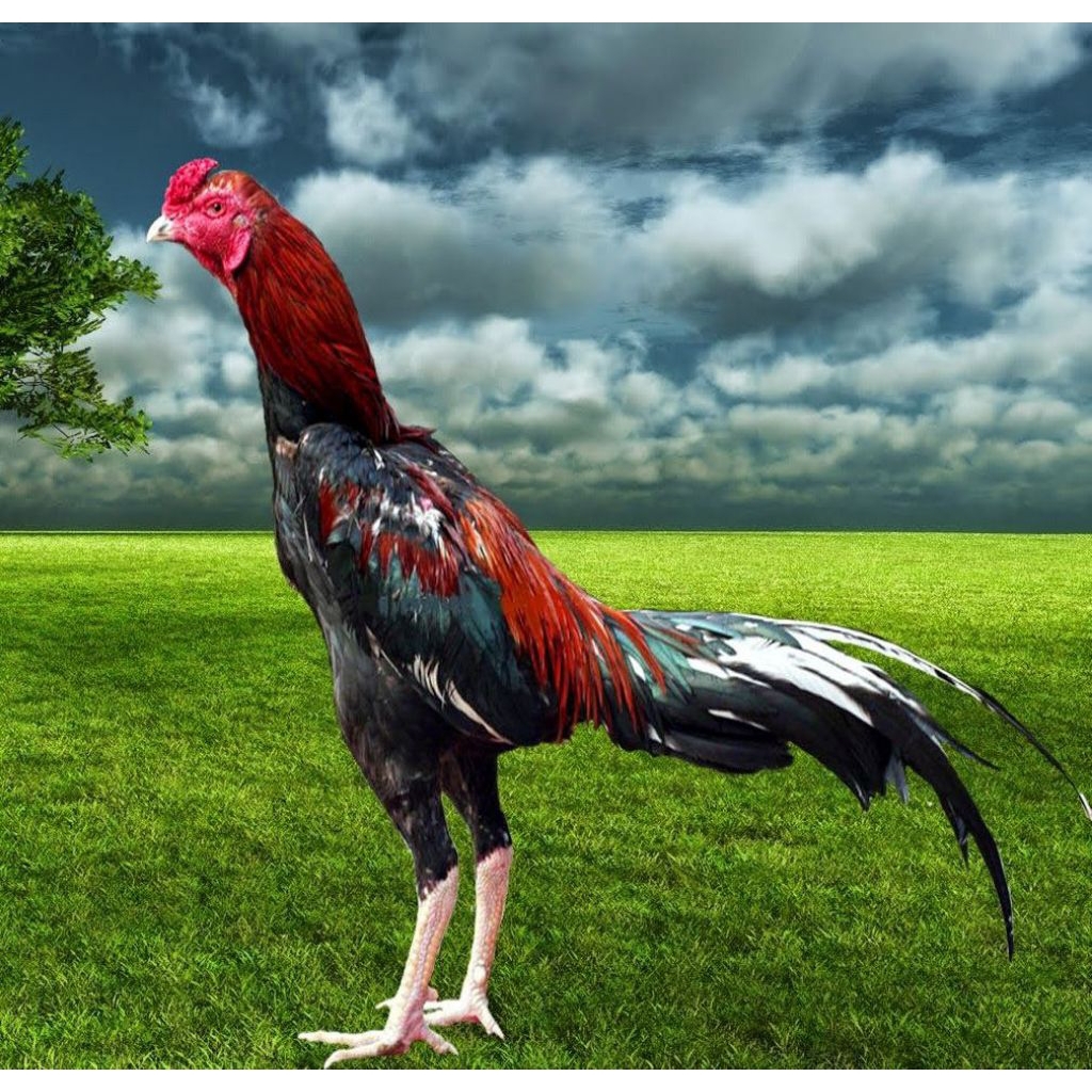 

telur ayam Bangkok Thailand fertil siap buat ditetaskan