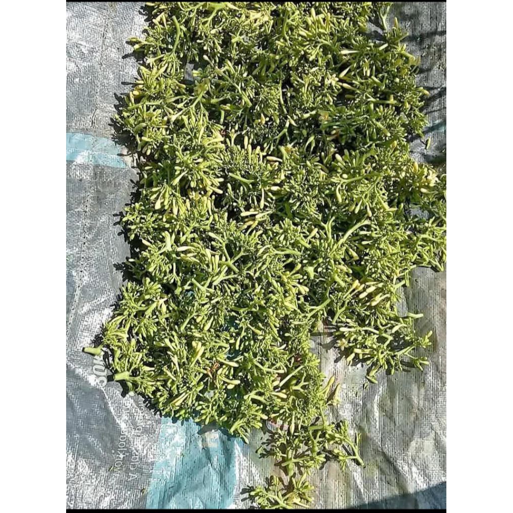 

Bunga pepaya gantung segar dan fres per 500grm