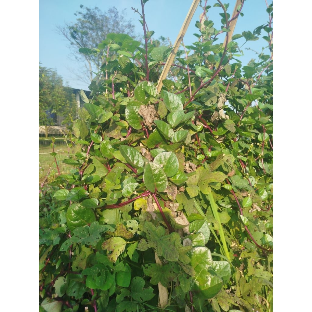 

daun binahong merah daun herbal obat alami