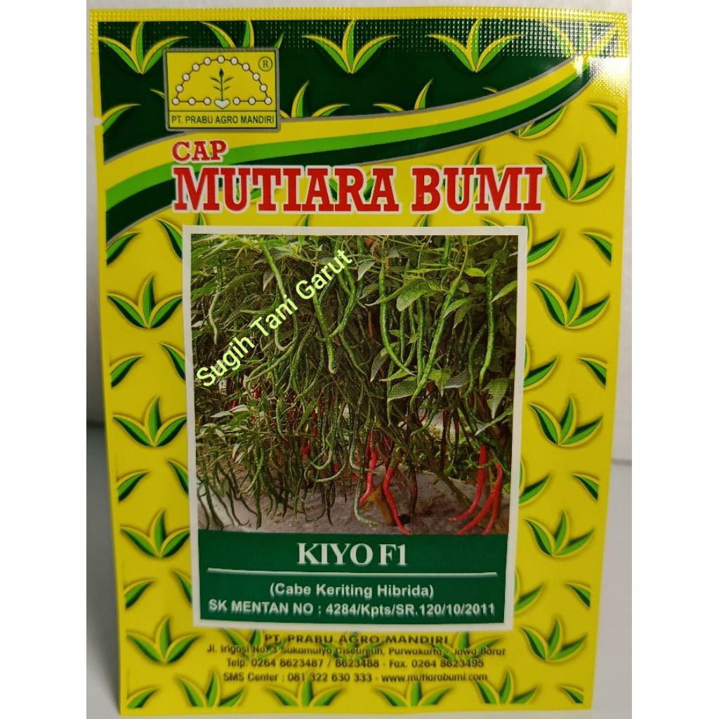 Benih cabe keriting Kiyo F1, cabe keriting cap mutiara bumi