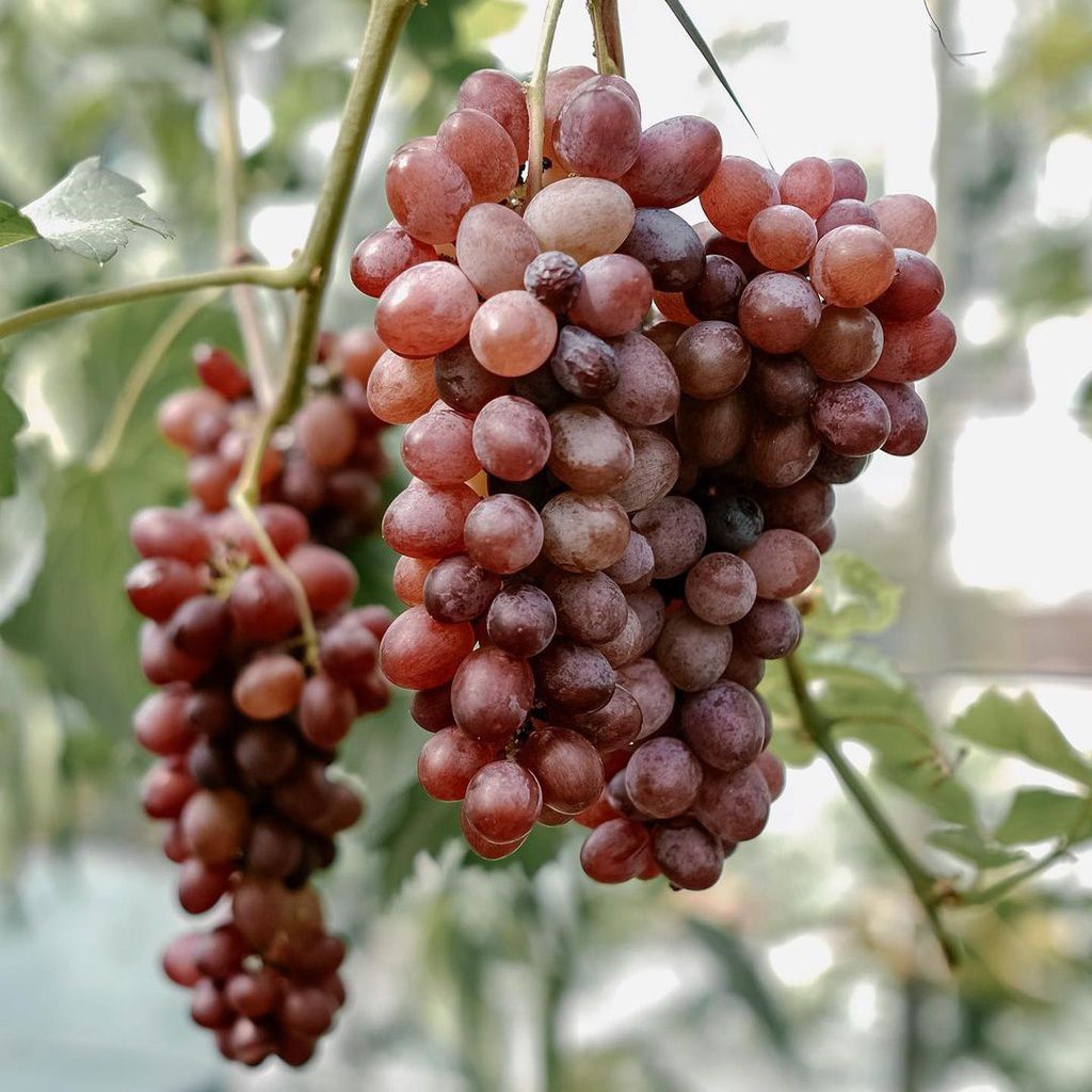 bibit anggur ninel asli Jupiter trans super..