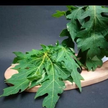 

Daun Pepaya segar perlembar
