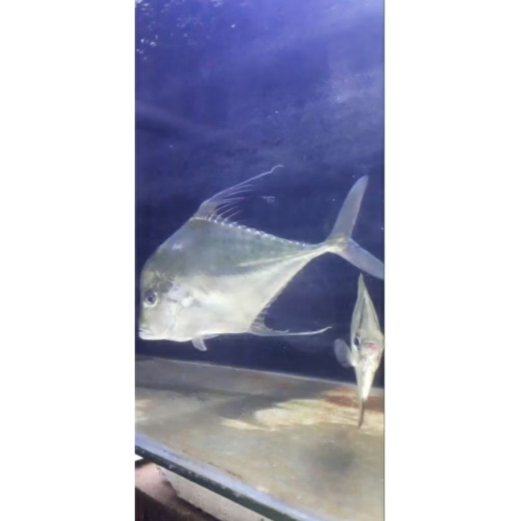 

IKAN HIAS LAUT PUTRI CINA/ DIAMOND TREVALLY 25 CM