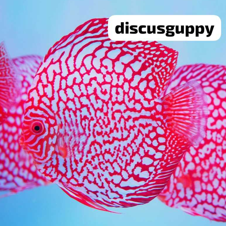 Pigeon Discus 2,5inch - Enhanced Edition