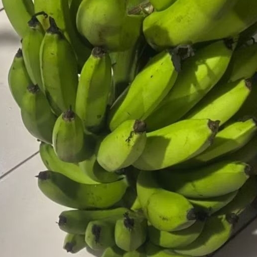 

Buah Pisang Mentah MWH 60 Pisang Bangkaulu
