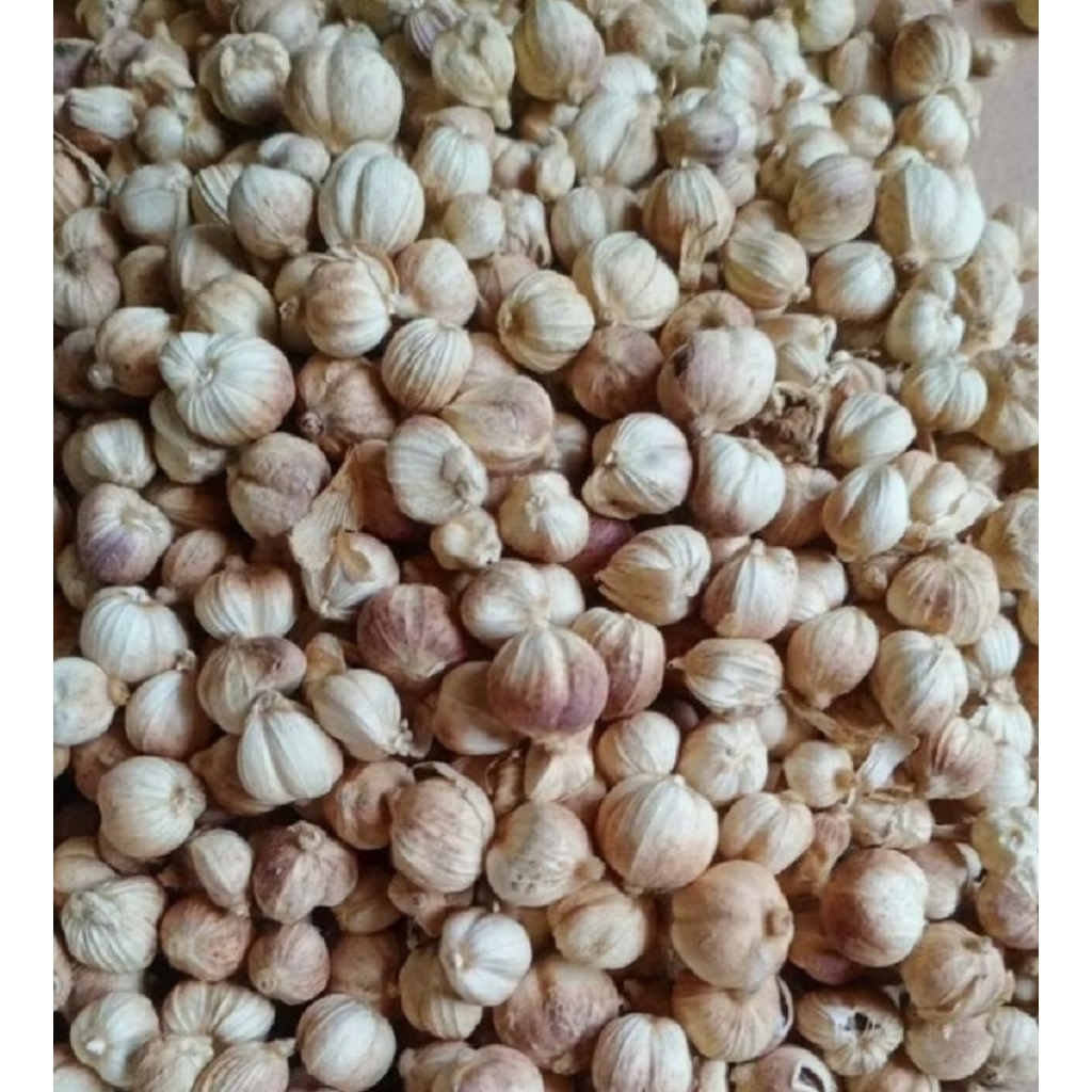 

KAPULAGA kering asli jawa. 100 gram