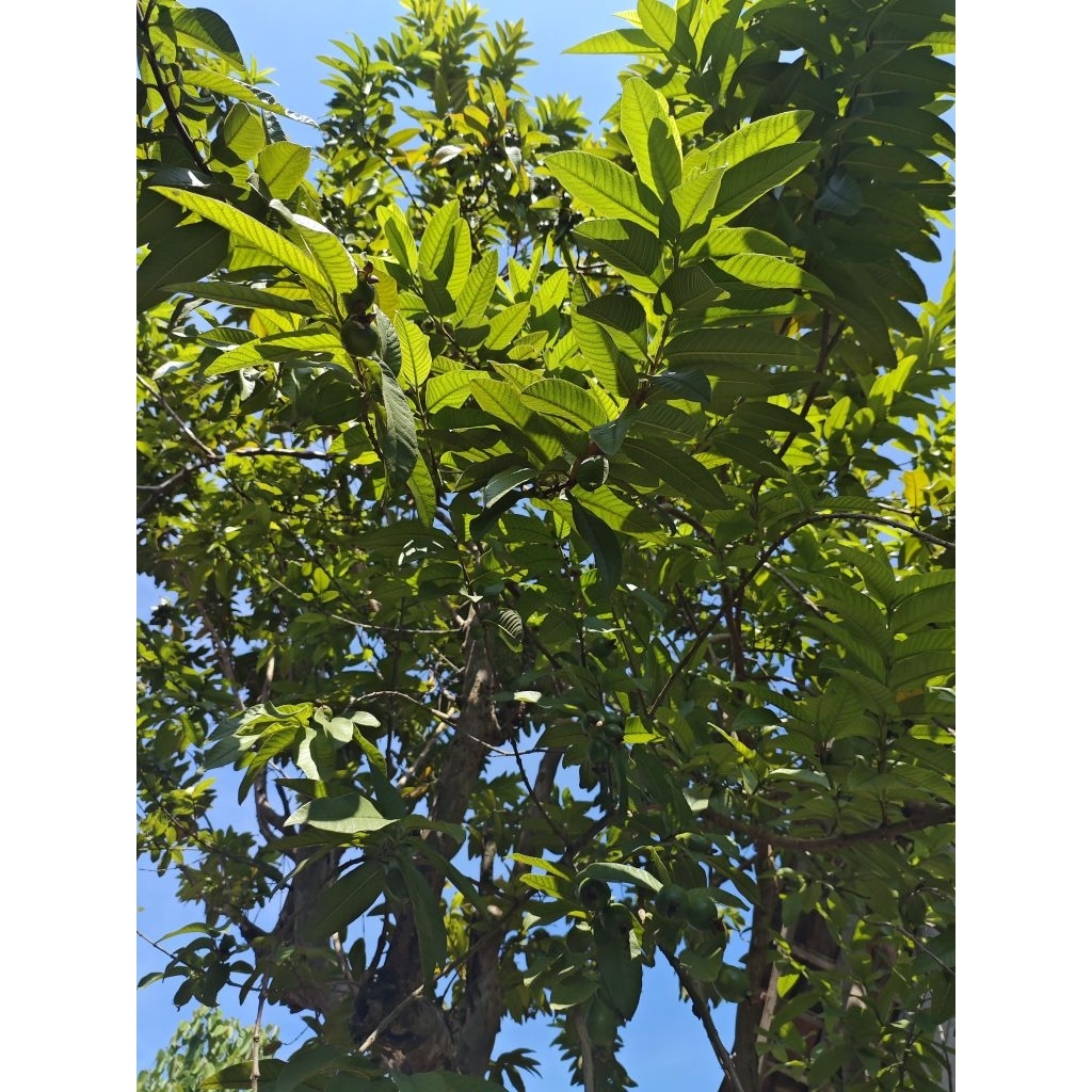 

Daun jambu biji Segar perlembar / daun jambu 1 lembar