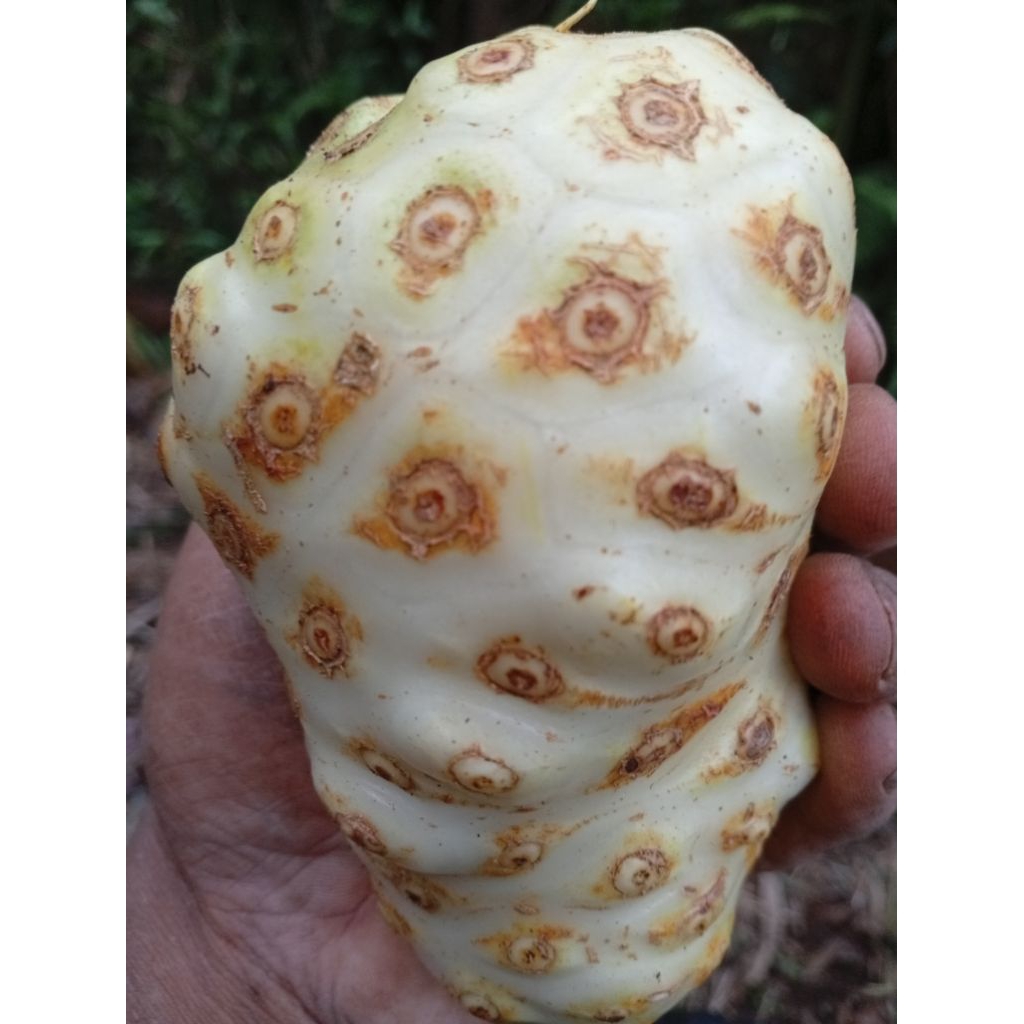 

daun pache daun mengkudu fresh