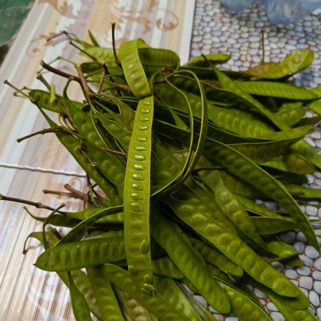 

1/2Kg (500 Gram) Petai Cina Lamtoro Fresh Pete Cina Kulit Segar