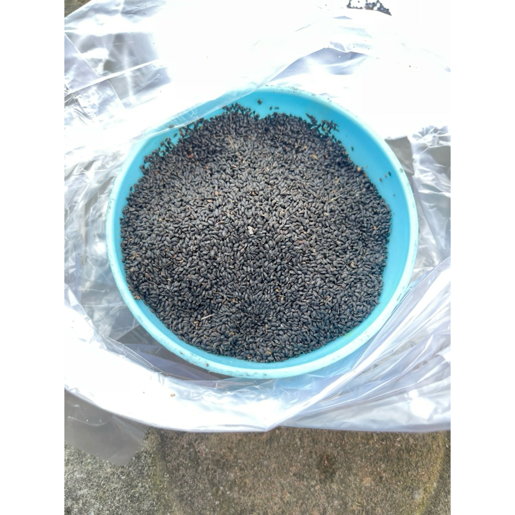 

Biji Selasih Super - Basil Seed- Langsung dari petanii SUPER