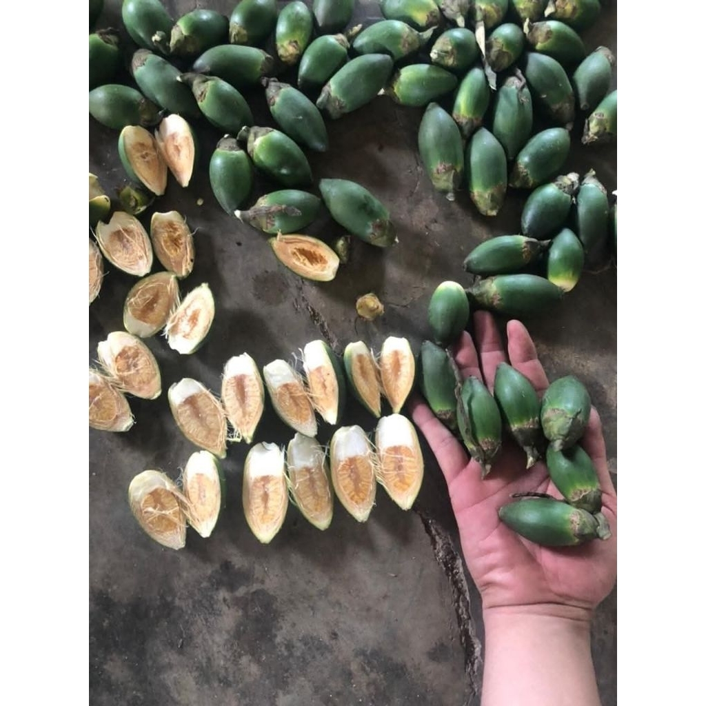 

buah pinang muda segar