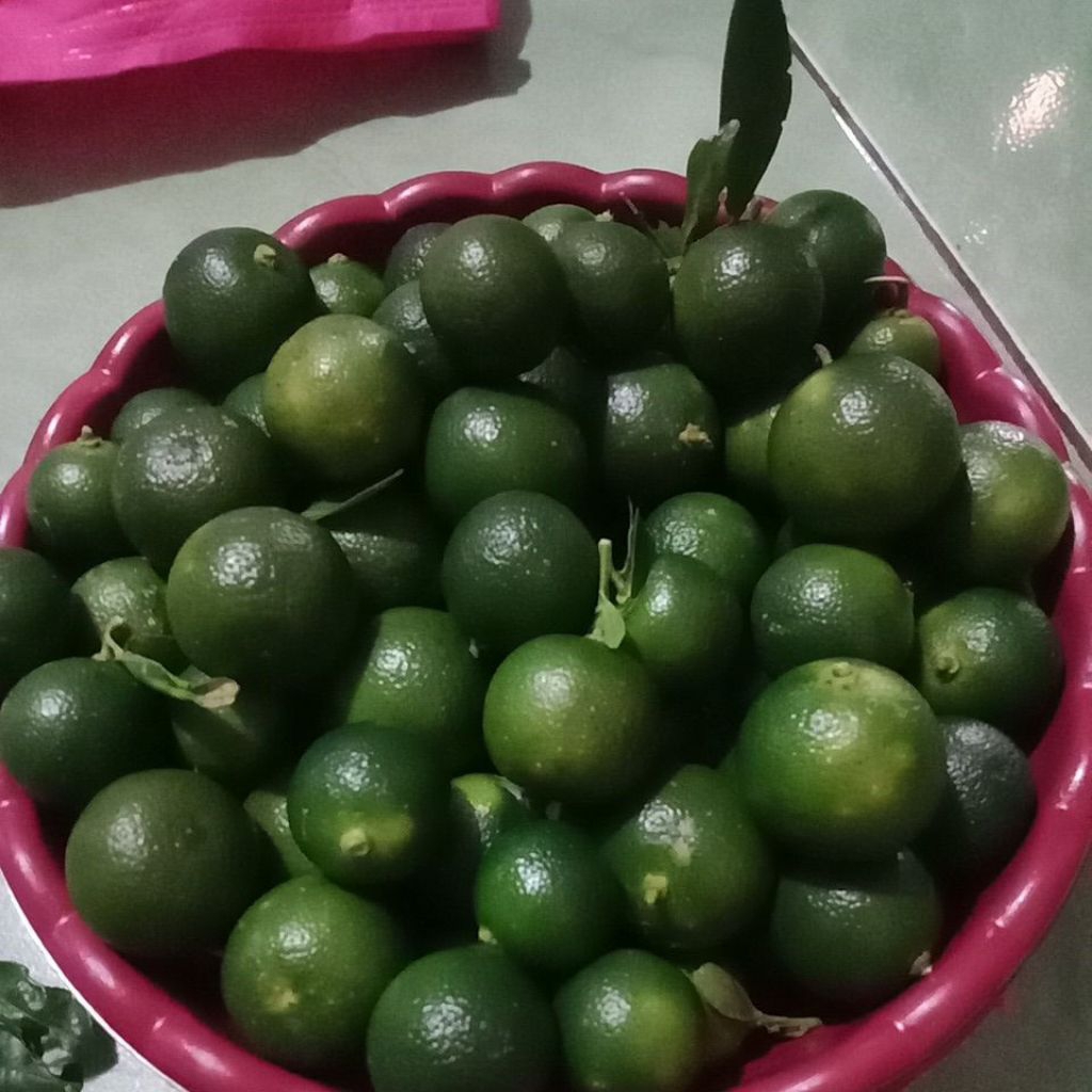 

1kg jeruk peras HIJAU