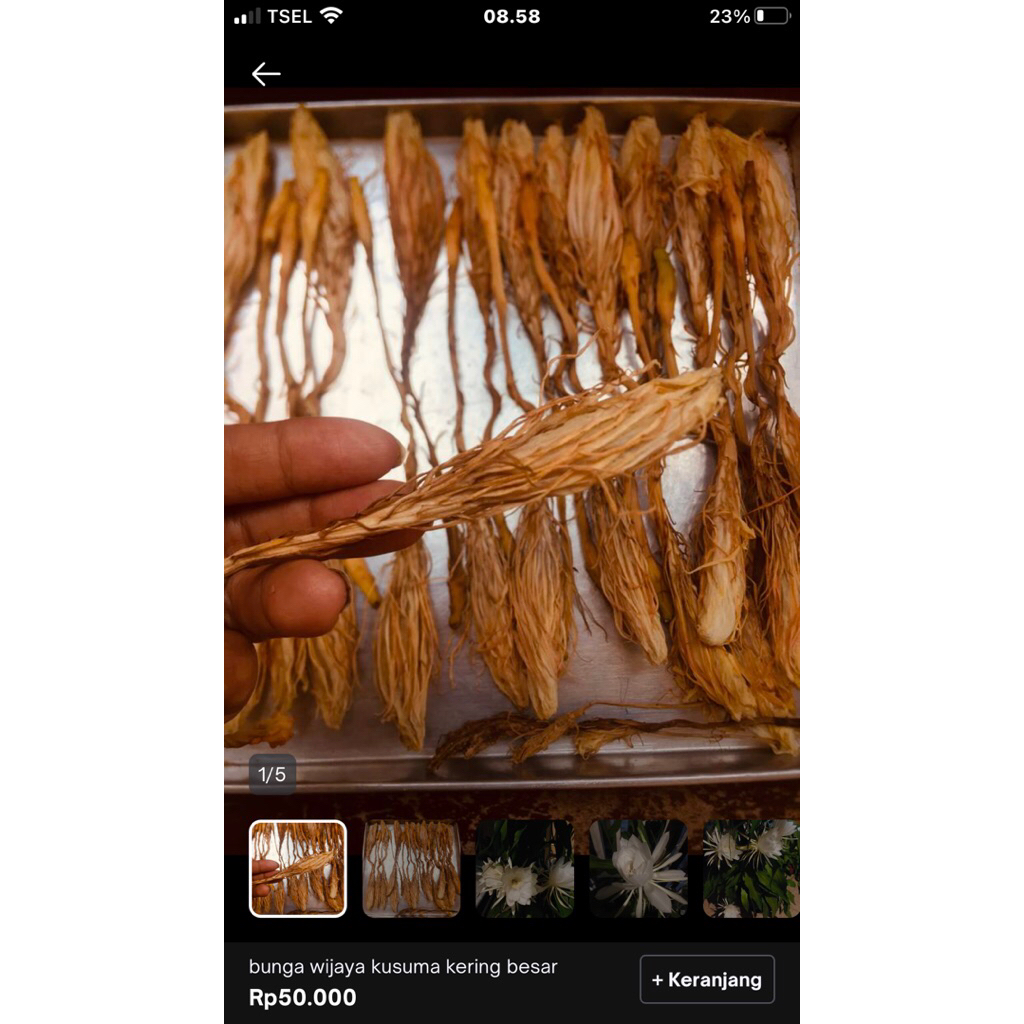 

Bunga Wijaya kusuma kering ukuran jumbo/herbal