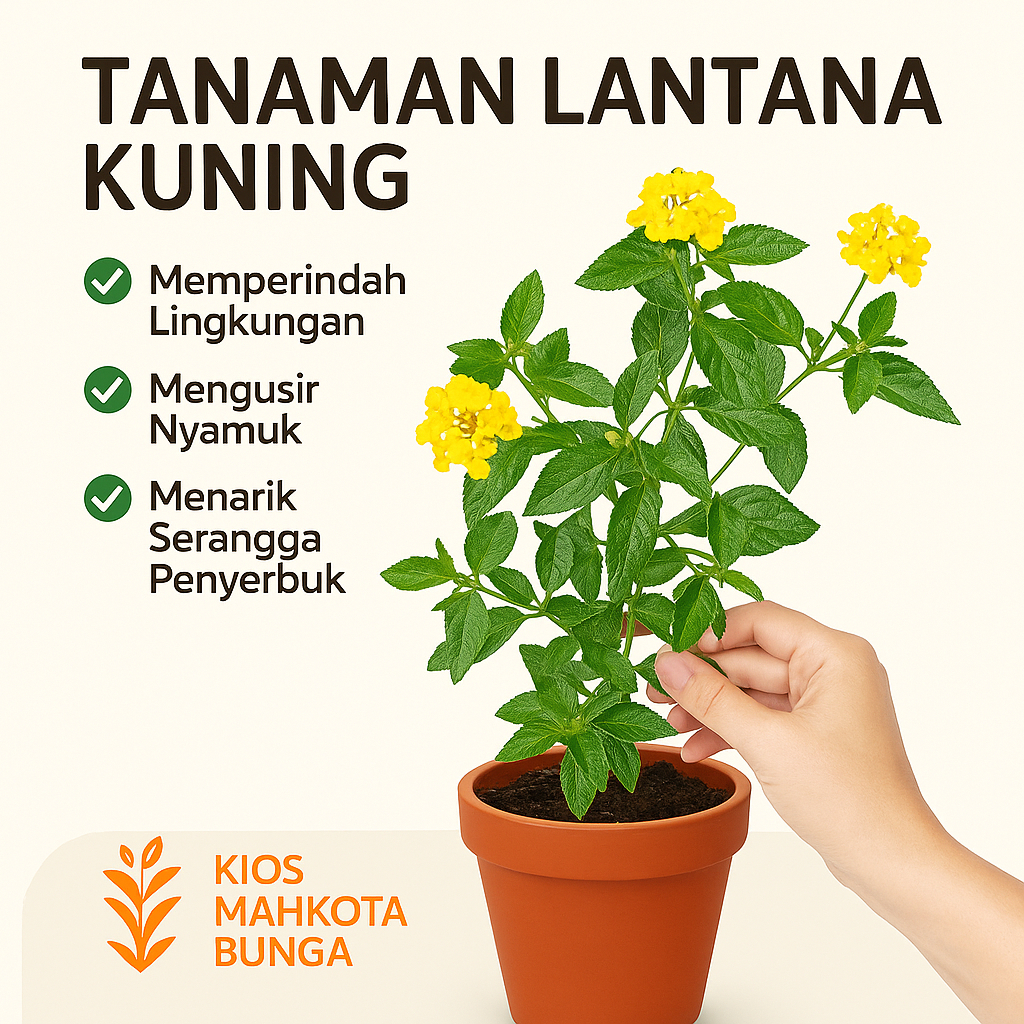 Bunga Hias Lamtana Bunga Kuning & Putih / Tanaman Hias Lamntana Berbunga Kuning & Putih / Tanaman Hi