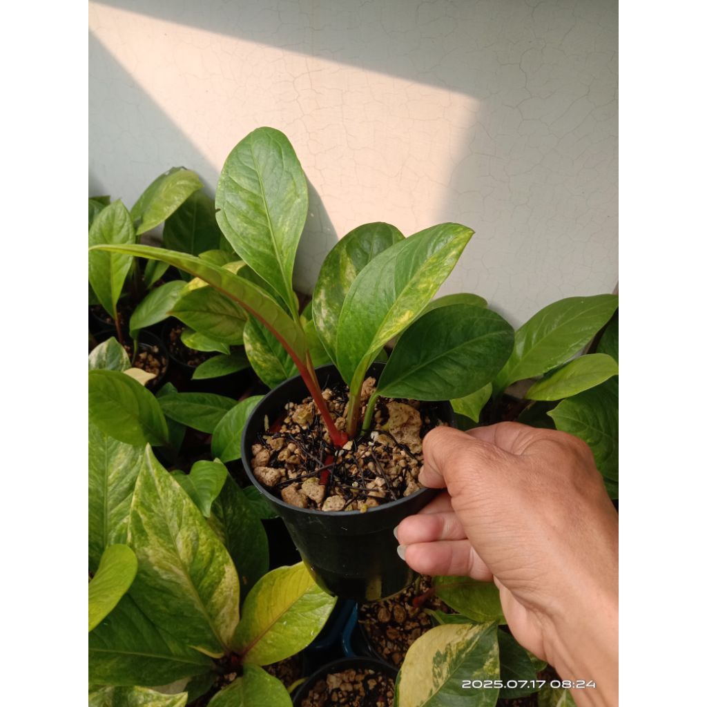 anthurium jemani cobra variegata tanaman hias