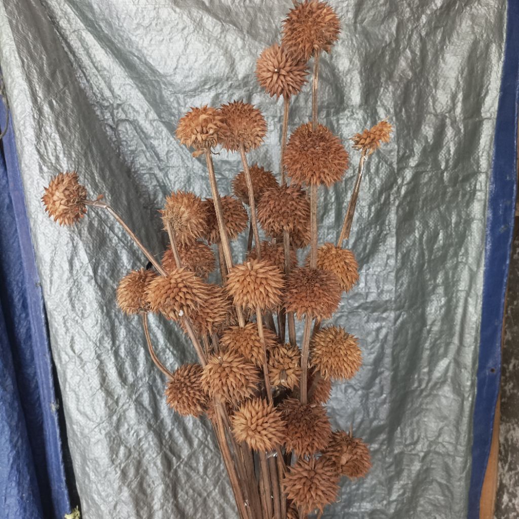 

Buah duren Durenan isi per 5 batang