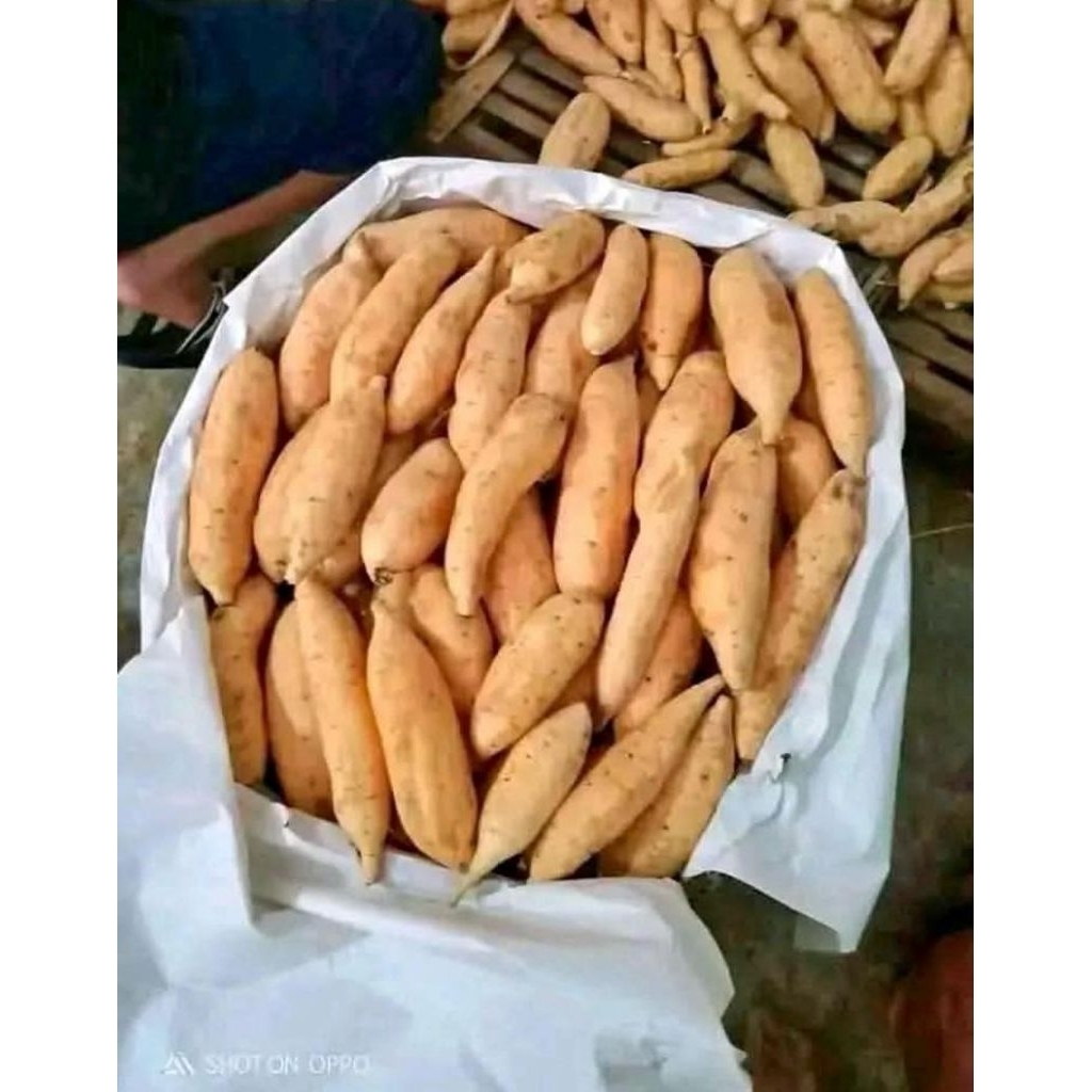 

Ubi Madu Cilembu