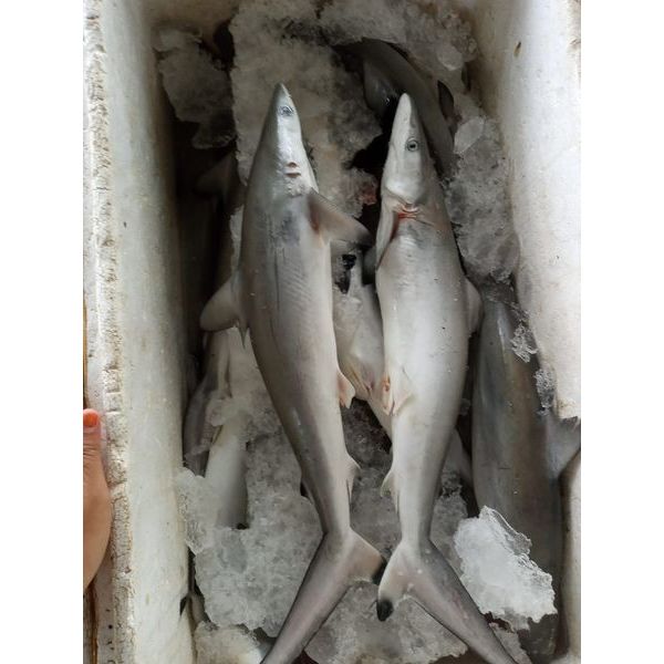 

Ikan Baby Hiu Segar Konsumsi 1Kg