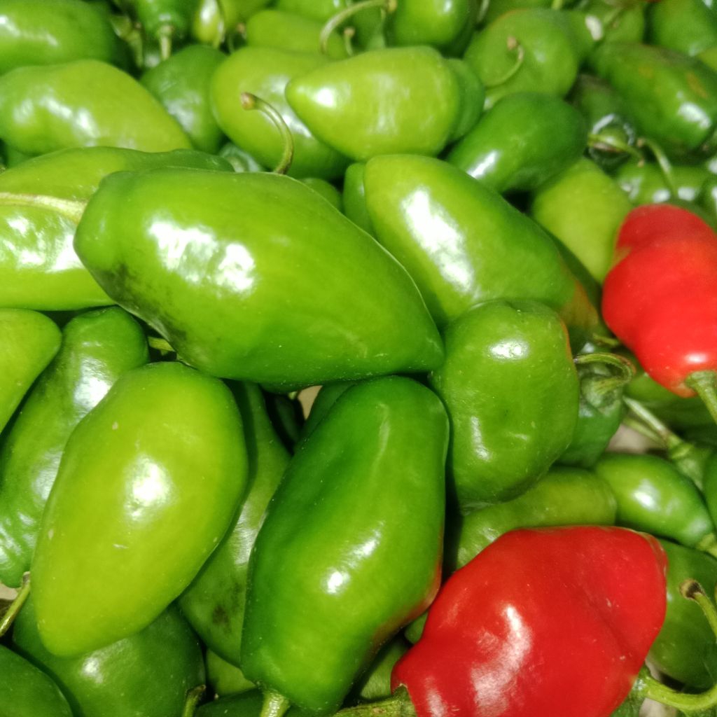 

Cabe Gendot Segar Isi 500gr - paket hemat buah/sayuran cabe gendot segar toraja