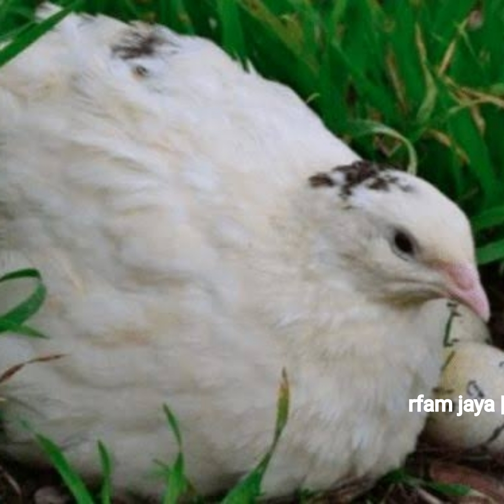 PUYUH ALBINO HIAS PEREKOR BURUNG KANDANG AVIARY GRAB GOJEK ONLY