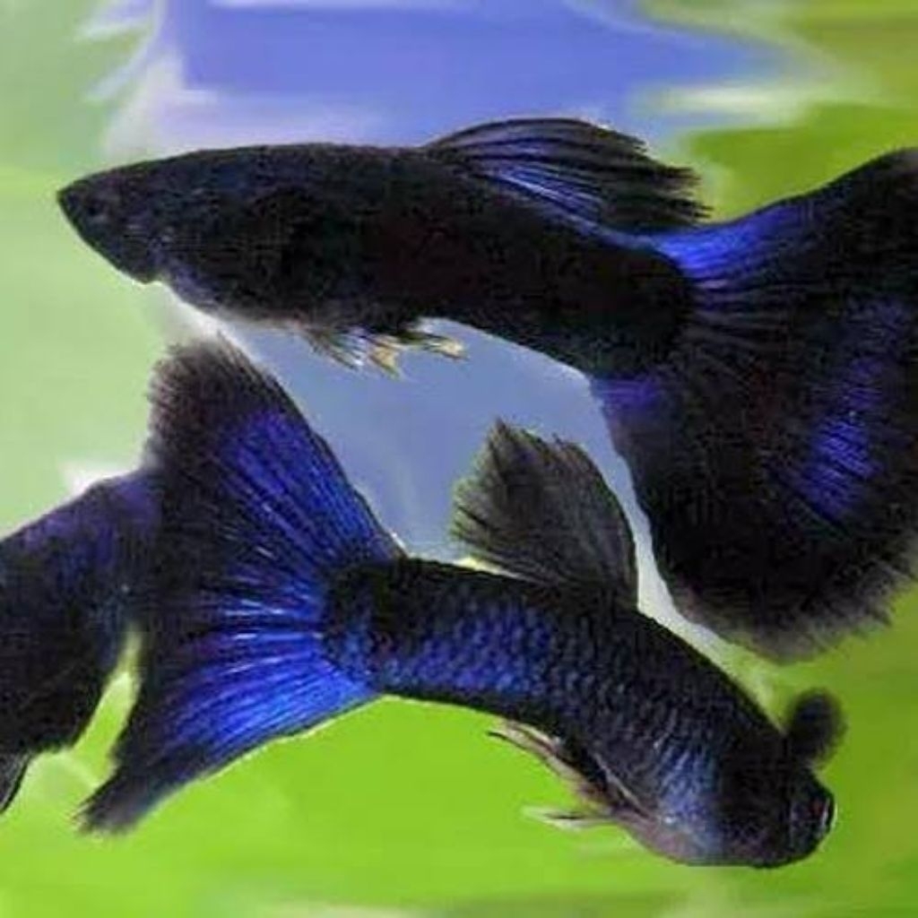 

PackingStyrofoam blue moskow