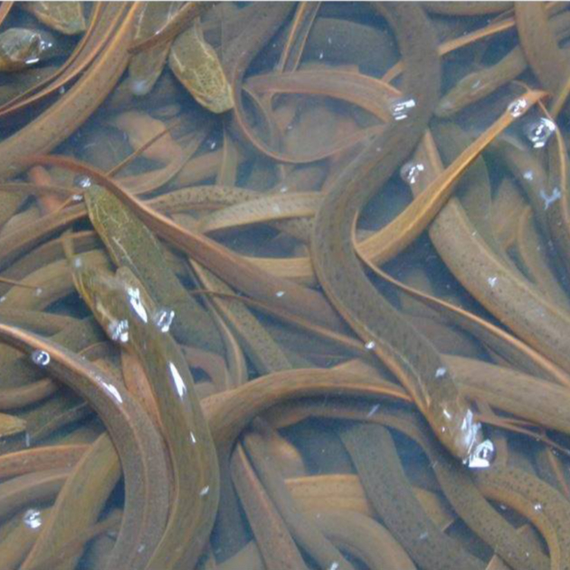 

Ikan Belut Hidup Ikan Belut Segar Belut Sawah 1Kg