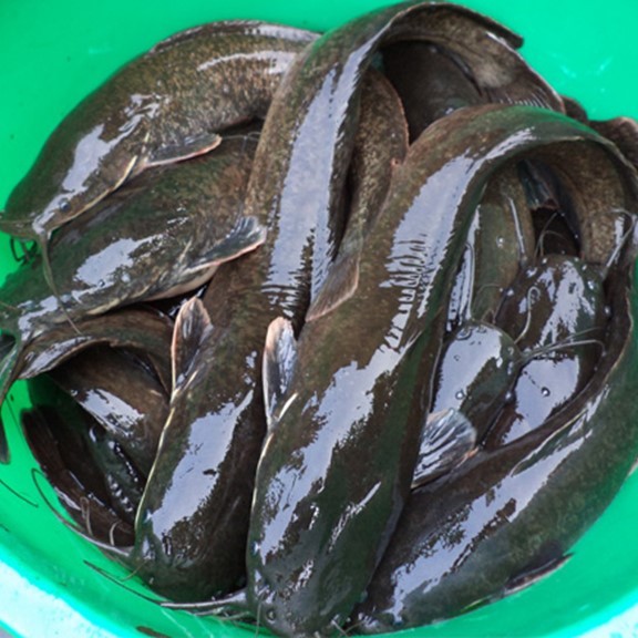 

Ikan Lele Hidup Live Ikan Lele Segar 1Kg