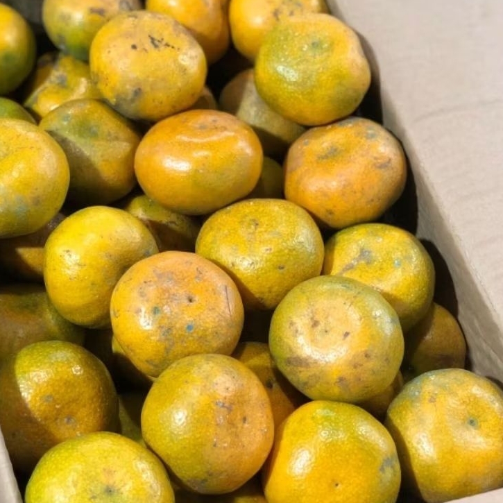 

Jeruk Medan Berastagi 500g