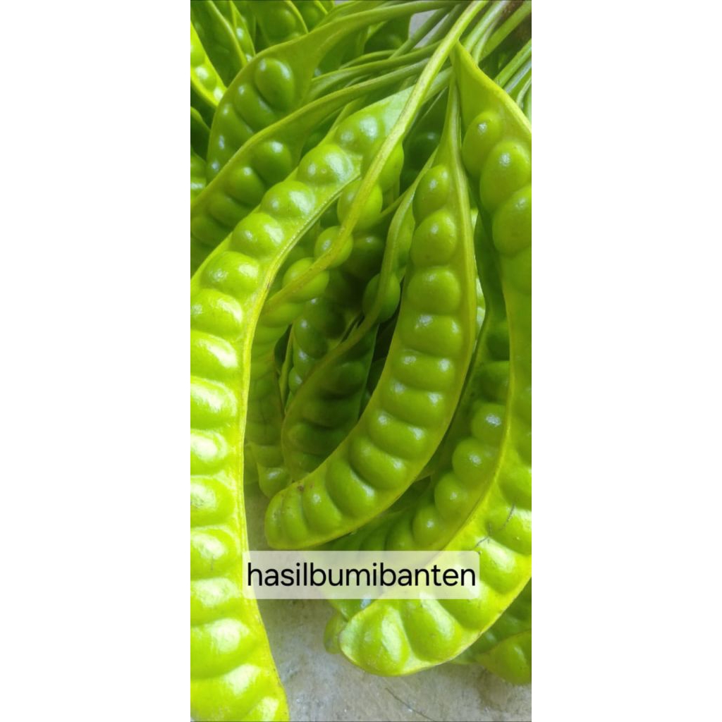 

PETE/PETAI PADI PENDEK 10 PAPAN LONJOR TUA SUPER