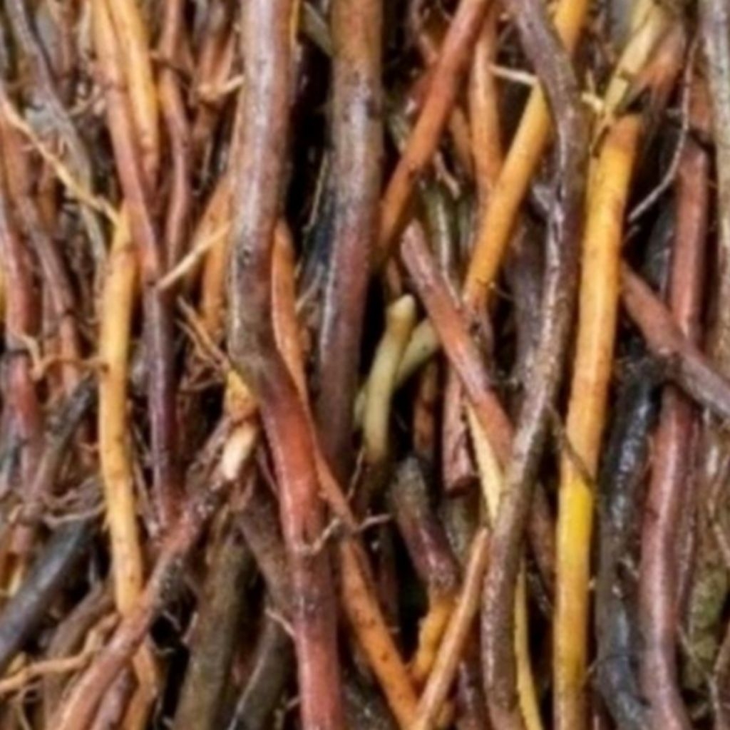 

akar pohon aren segar peres 500gram untuk kebutuhan anda