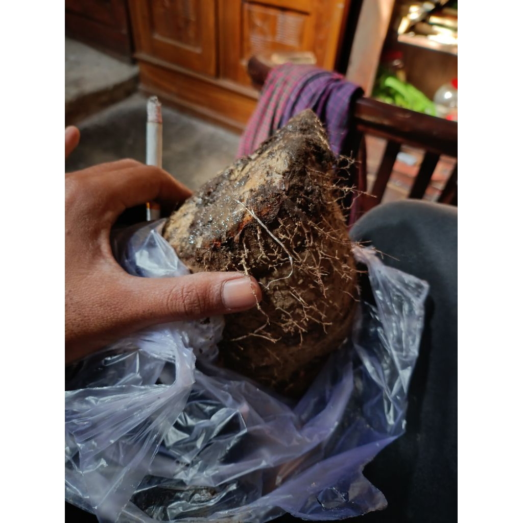 

gembili / umbi gembili fresh 1kg (mentah)