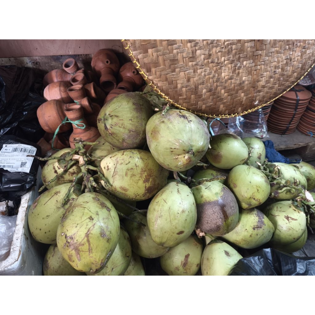 

Aneka Kelapa Hijau Merah Gading