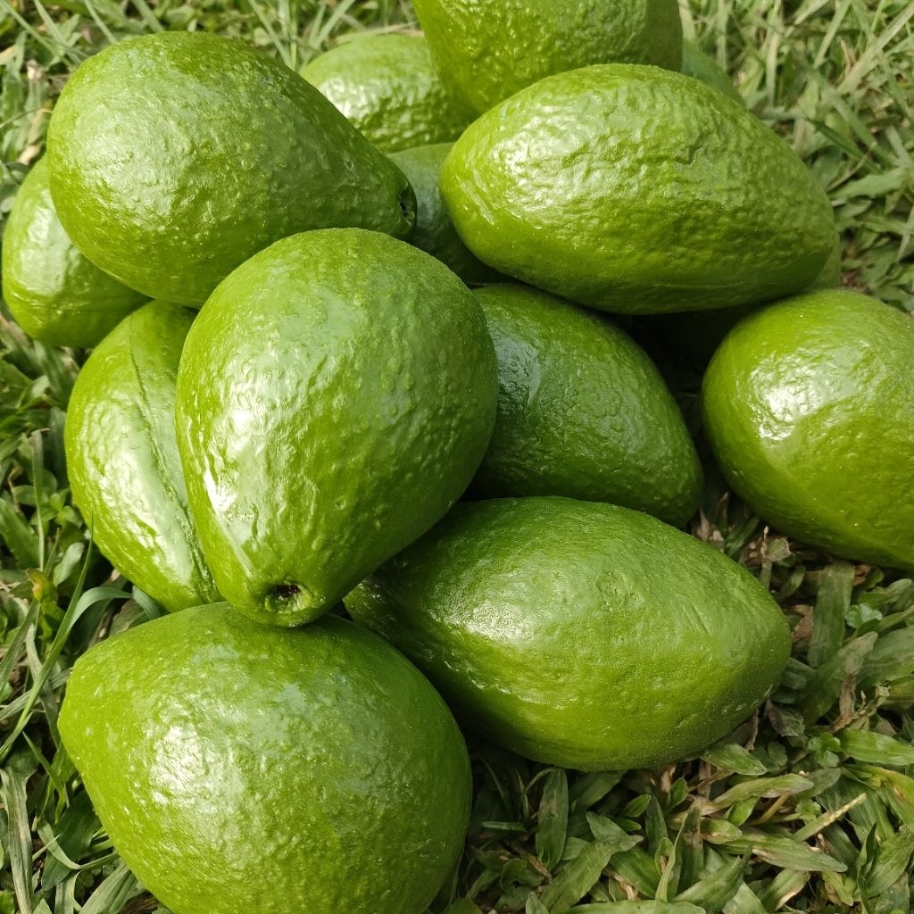 Replika Alpukat (1pcs) / Alpukat palsu / Dummy buah / Replika buah buahan / buah imitasi / etalase t