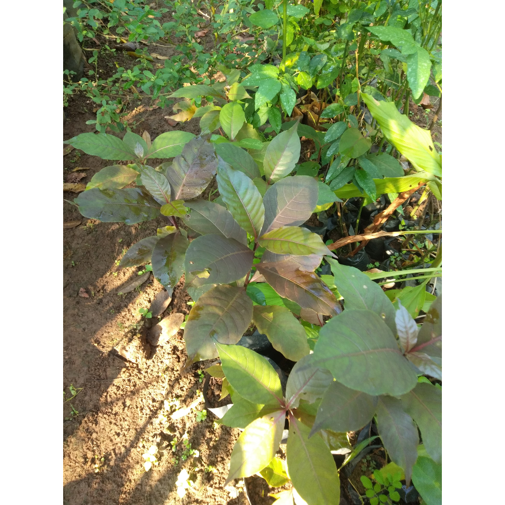 Bibit Tanaman Herbal Daun Ungu / Daun Wungu - Untuk Obat Wasir / Ambeien
