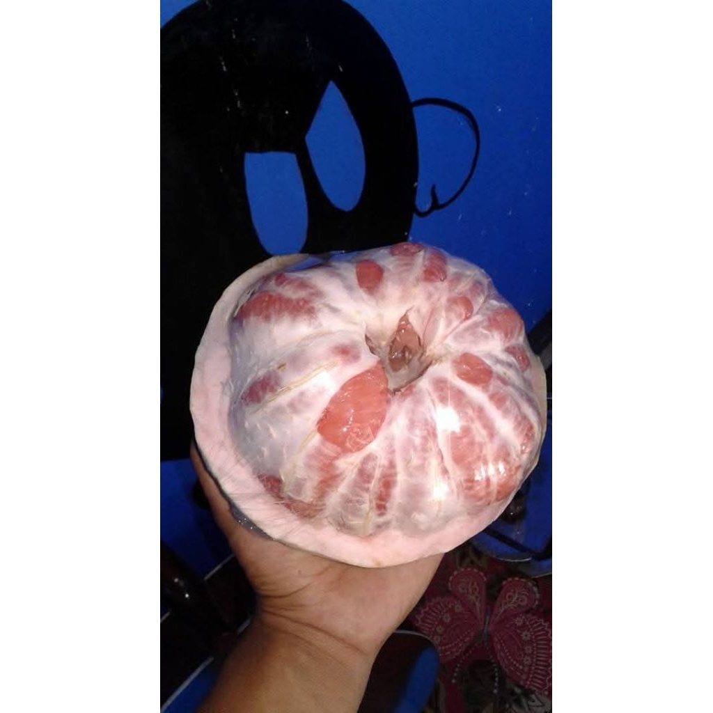 

jeruk pamelo muria manis tanpa biji/700-900 gr