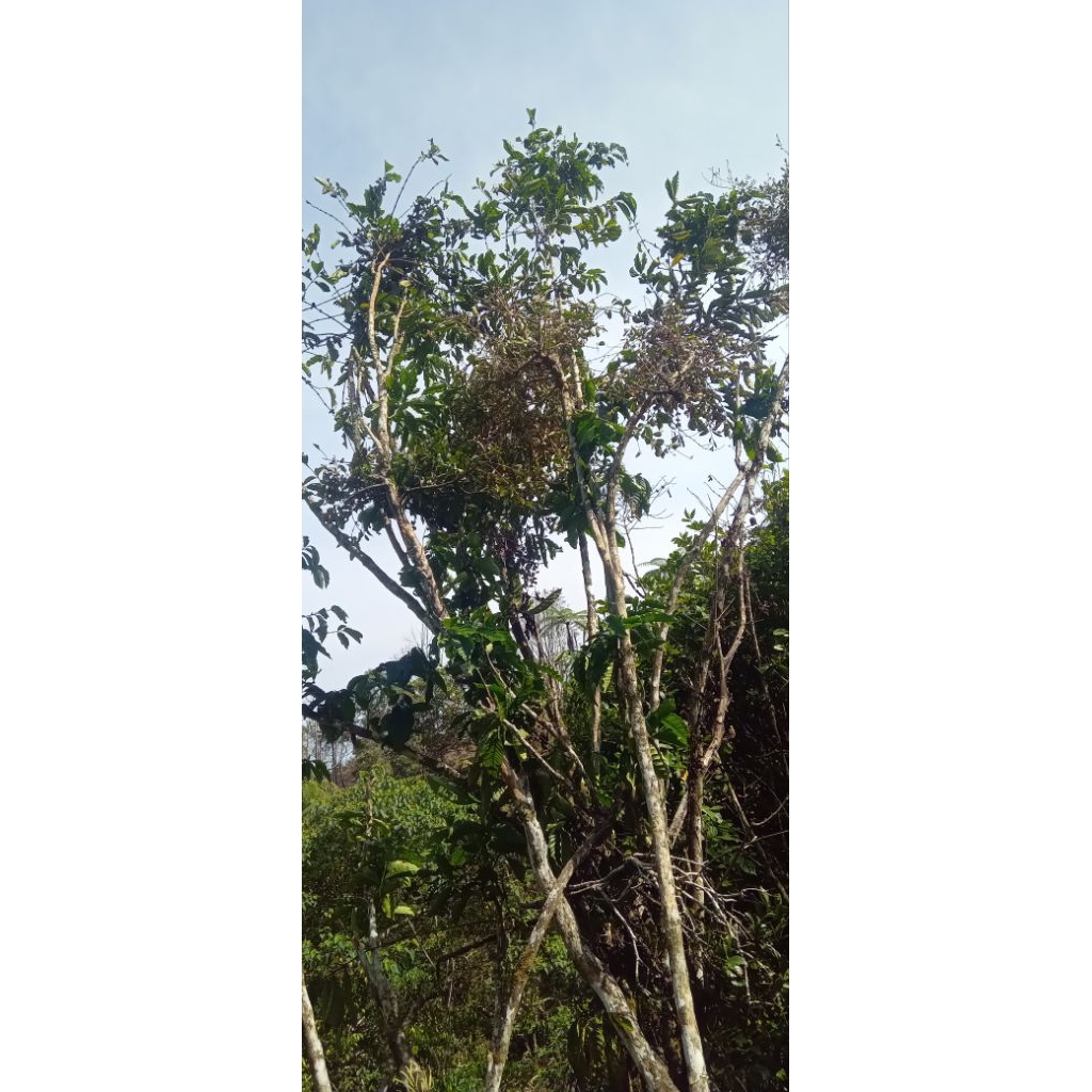 

Benalu Kopi Kering Asli 100 %