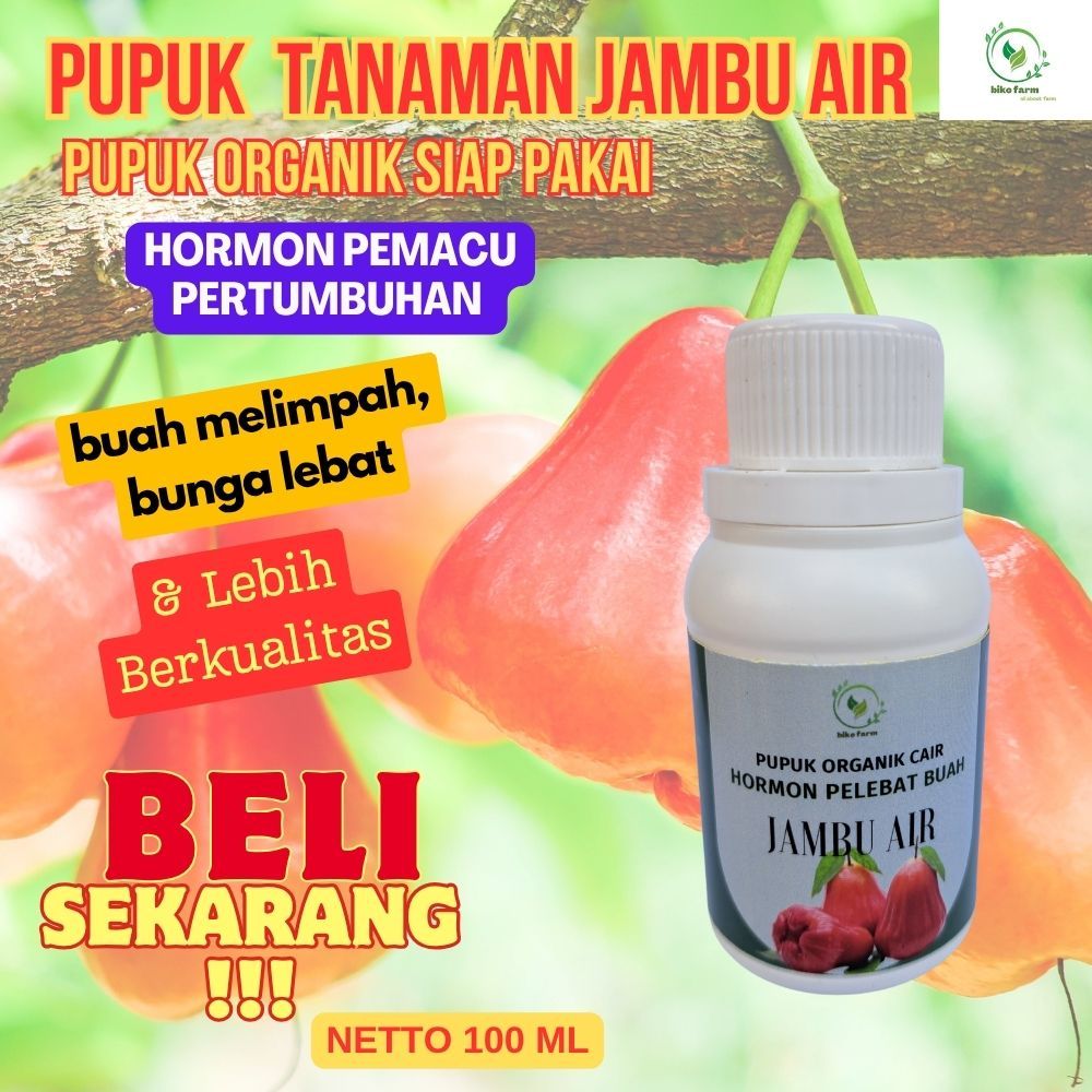 Pupuk Organik Cair Pelebat Buah Jambu Air. Pupuk Organik Cair Pembesar Buah Jambu Air