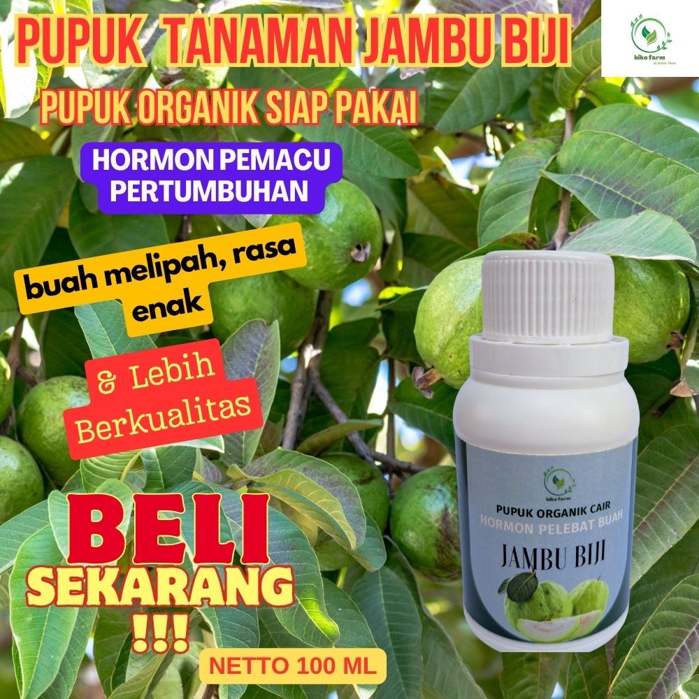 Pupuk Organik Cair Pelebat Buah Jambu Biji. Pupuk Organik Cair Pembesar Buah Jambu Biji