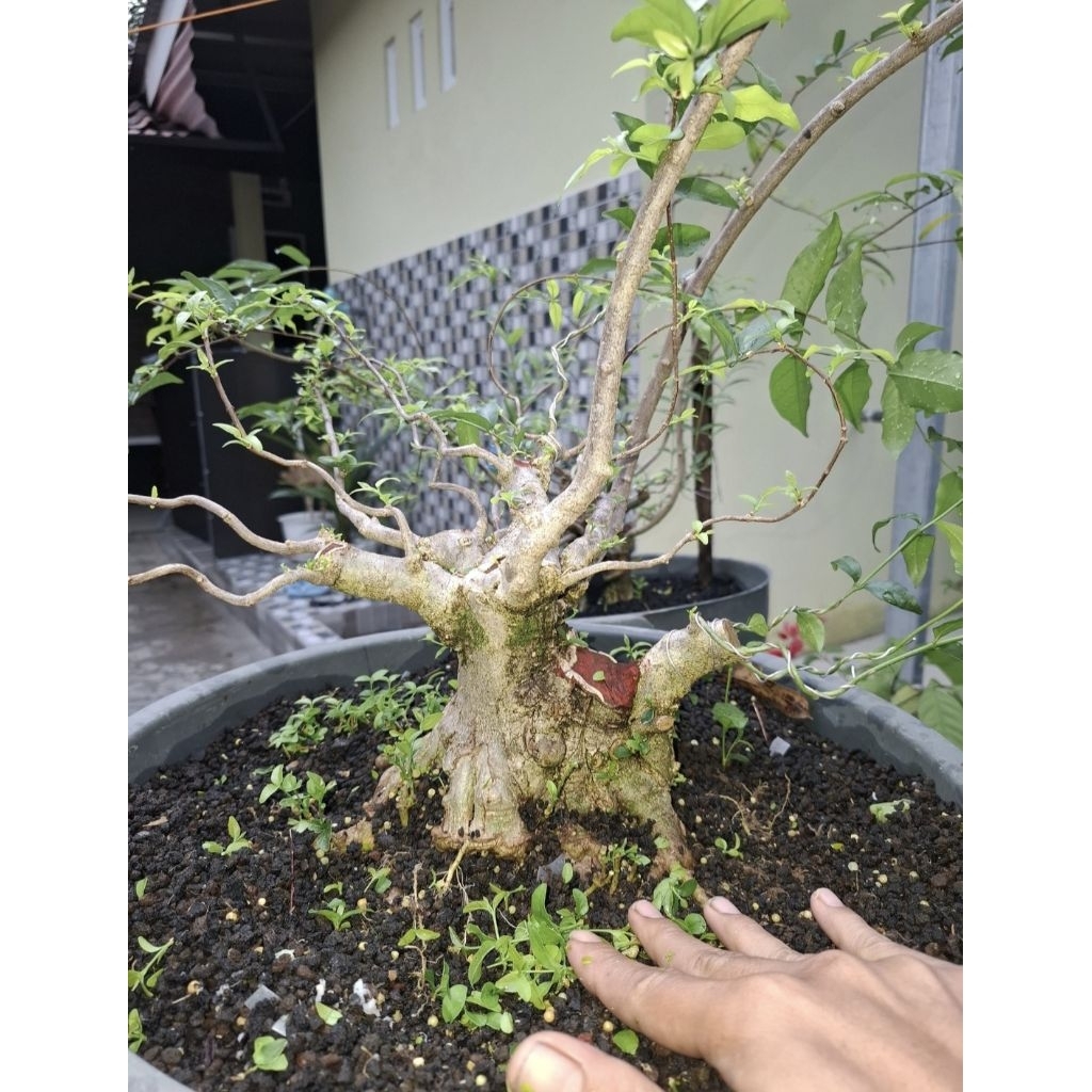 Bonsai Anting Putri Bogel